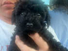 Puppy