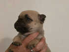 Puppy