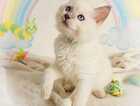 Kitten