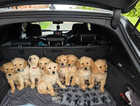 Puppy