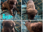 puppy