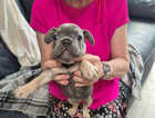 Puppy