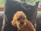Puppy
