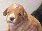 puppy  pink
