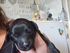 puppy