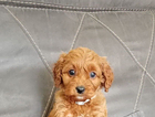 puppy  grey collar