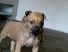 puppy