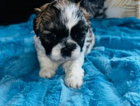 puppy