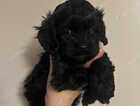 Puppy