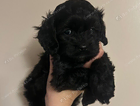 puppy