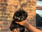 Puppy