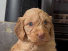 Puppy