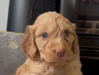 green puppy