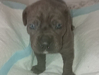puppy