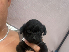 puppy
