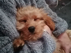 Doncaster area Help needed urgently