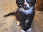 Kitten