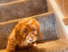 puppy