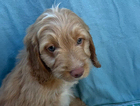 puppy
