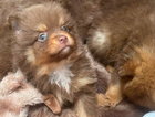 puppy