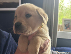 puppy