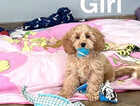 Puppy