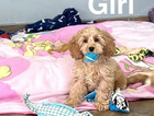 puppy