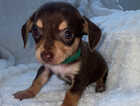 Puppy