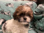Puppy