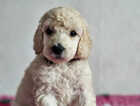 Puppy