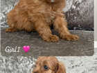 Puppy