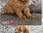 puppy