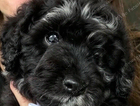puppy