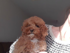 puppy