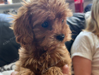 puppy