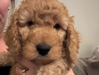 puppy