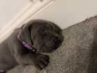 Puppy