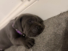 puppy