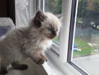 Kitten