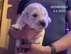 Puppy