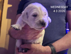 puppy