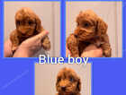 Puppy