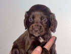 Puppy