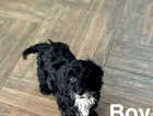Puppy