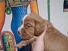 puppy