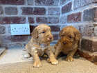 Puppy