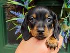 puppy