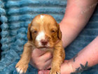 puppy