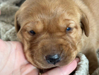 puppy