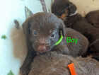 Puppy
